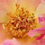 Galben-roșu - Trandafir pentru straturi Grandiflora - Alfred Manessier
